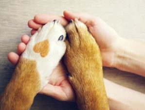 Dog paws being held by owner. Keeping pets safe with pet friendly pest control.