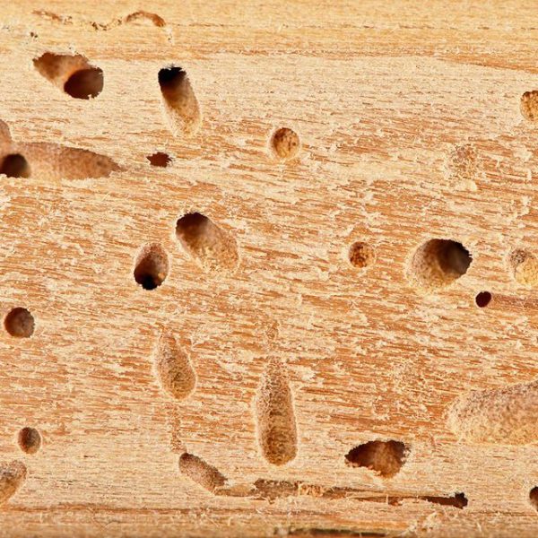 Wood with termite holes