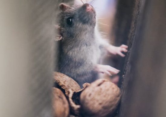 rat-rodent-control
