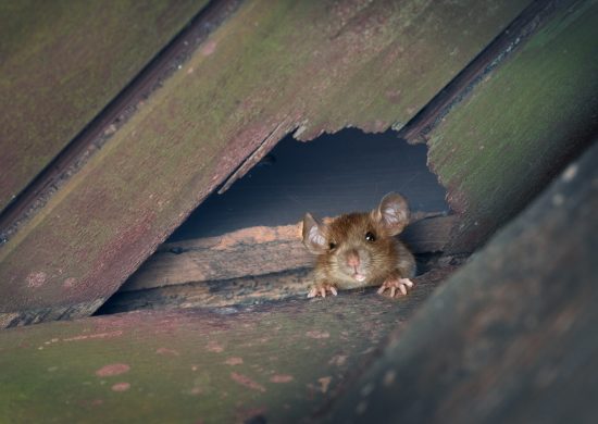 Rat in roof hole shows need for rodent control.