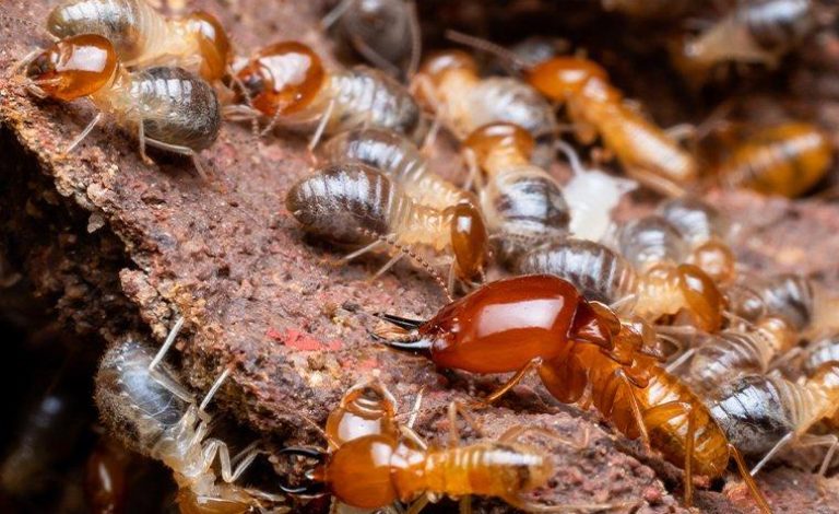 termites-infesting-wood-in-a-home